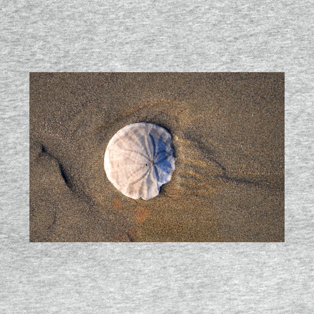 Sand Dollar in the Sand by DeniseBruchmanPhotography